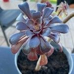 Aeonium arboreum पत्ता