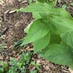 Doronicum austriacum Leaf