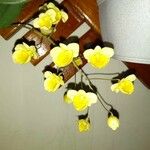 Dendrobium lindleyi പുഷ്പം