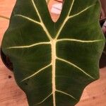 Alocasia micholitziana Blad