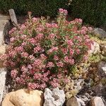 Crassula sarcocaulis Flower