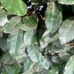 Elaeagnus × submacrophylla Hoja