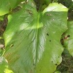 Cardiocrinum giganteum Hoja