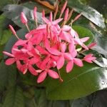 Ixora javanica Flor