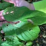 Cornus rugosa Blatt