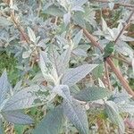 Buddleja davidii Feuille