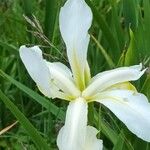 Iris orientalisFlower