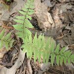 Athyrium asplenioides Hoja