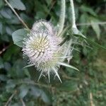 Dipsacus laciniatusFloro