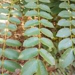 Caesalpinia bonduc برگ