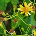 Senecio deltoideus Λουλούδι