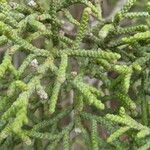 Juniperus phoenicea পাতা