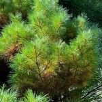 Pinus koraiensis Liść