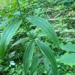 Lilium canadense Leaf