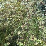 Abelia schumannii 整株植物