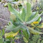 Breonia havilandiana Hoja