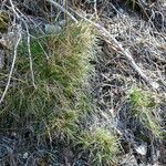 Festuca gautieri Leaf