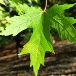Acer × freemanii পাতা
