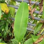 Musa coccinea Blad