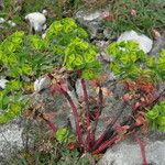 Euphorbia portlandica Žiedas