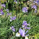 Iris xiphium Floare