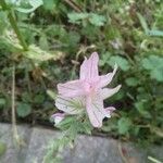 Salvia viridis Floare
