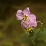 Rhexia virginica Flower