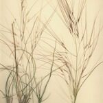 Stipella parviflora 形態
