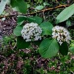 Viburnum lantanaFlower