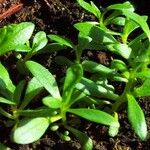 Melaleuca alternifolia Yaprak