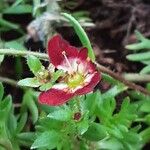 Saxifraga praetermissa Flower