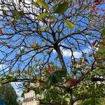 Terminalia catappa Habit