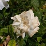 Gardenia augusta Flower