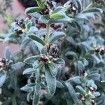 Delosperma brunnthaleri Leht