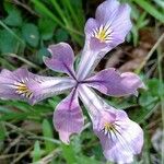Iris tenax 花