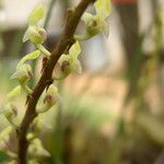 Bulbophyllum calyptratum Kwiat