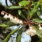 Clethra arborea Blomma