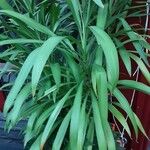 Cordyline stricta Blad