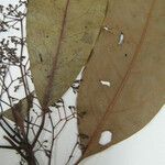 Aiouea laevis Flor