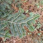 Abies nebrodensis 其他