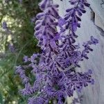 Salvia yangii Flower