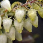 Comarostaphylis diversifolia Квітка