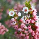 Thryptomene calycina Flower