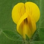 Lotus edulis Flor