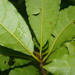 Terminalia bucidoides Leaf