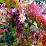 Rhus coriaria Фрукт