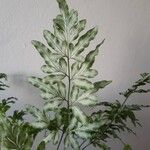 Pteris cretica Blatt