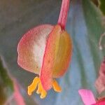 Begonia cucullata फल