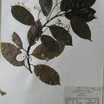 Cinnamomum glanduliferum Otro