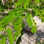 Caesalpinia decapetala Levél